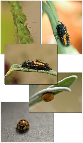 Lifecycle of a ladybird
